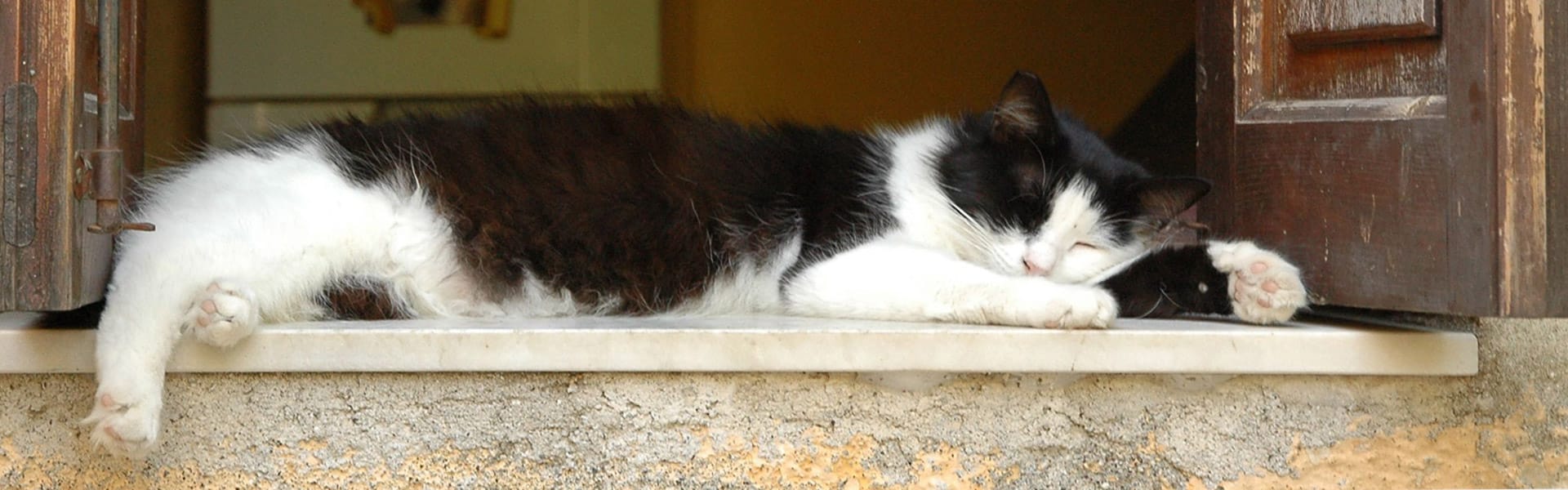 baubiologische Bauberatung schafft gesunde Schlafplätze - schlafende Katze auf Fensterbank hat auch einen