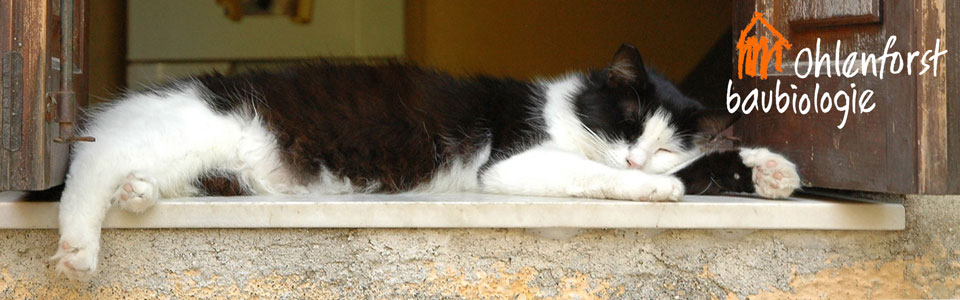 Schlafplatz der Katze auf einer Fensterbank