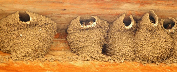Mehlschwalbennester an Holzfassade - Baubiologie im Tierreich